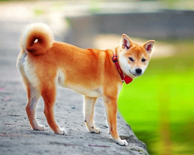 Shiba Inu ruivo de corpor perto de rio