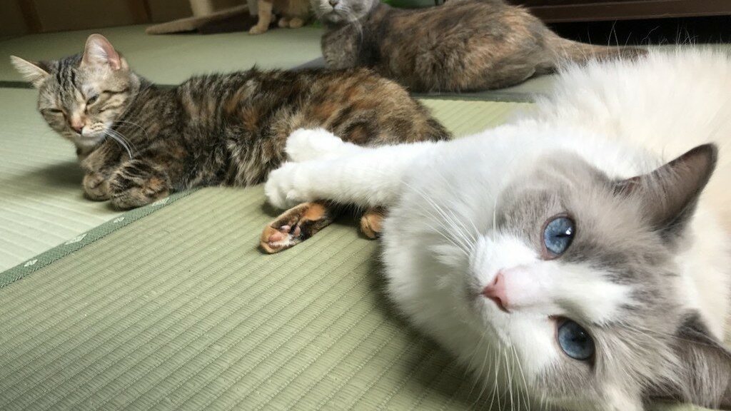 Ryokan com gatos em Yugawara