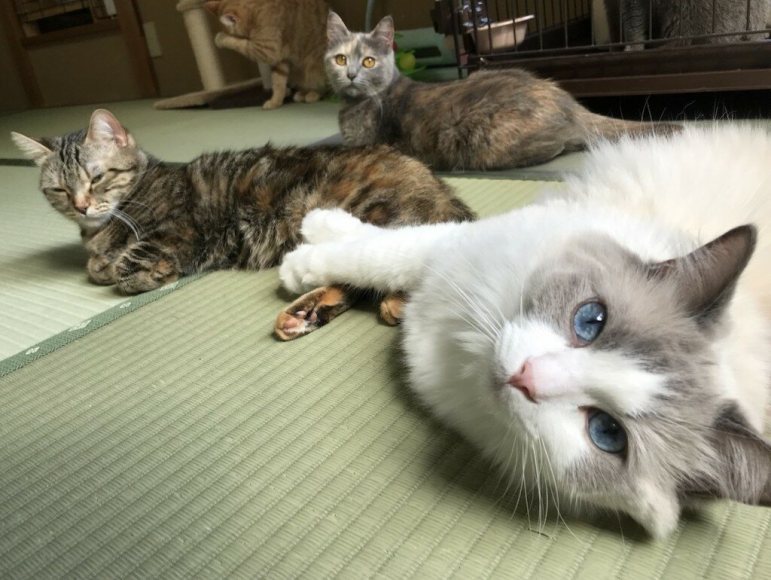 Ryokan com gatos em Yugawara