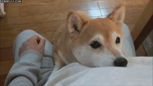 shiba in