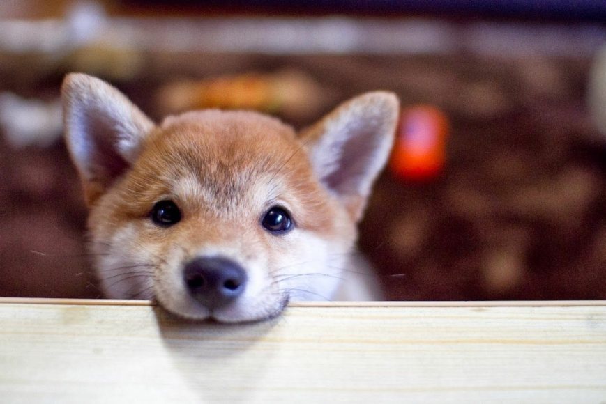 Filhote de shiba inu mordendo a mesa