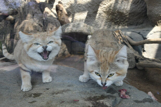 Casal de gatos do deserto que chegaram a zoo no Japão em 2020
