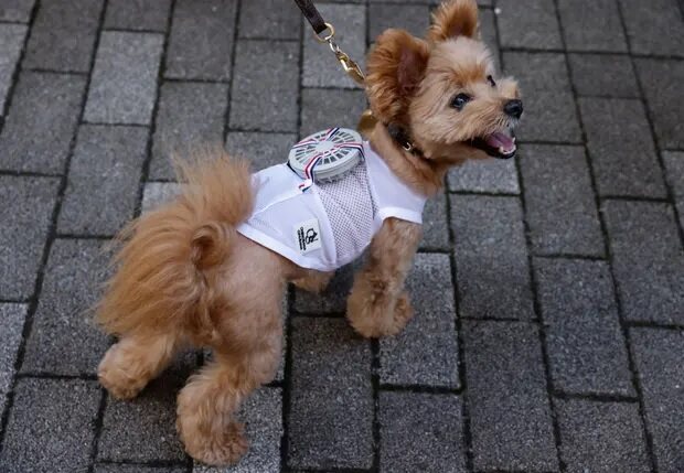 Cachorro usa roupa com ventilador no Japão