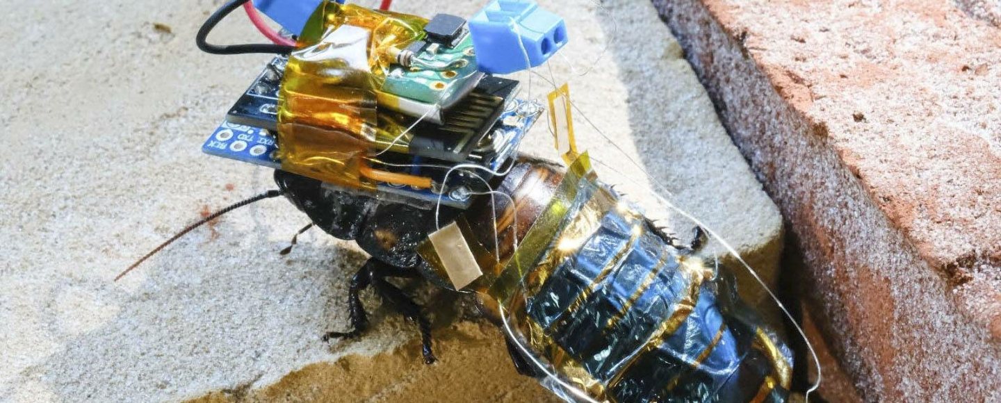Inseto cyborgue é tecnologia que pode ser usada em desastres naturais para resgatar pessoas enterradas