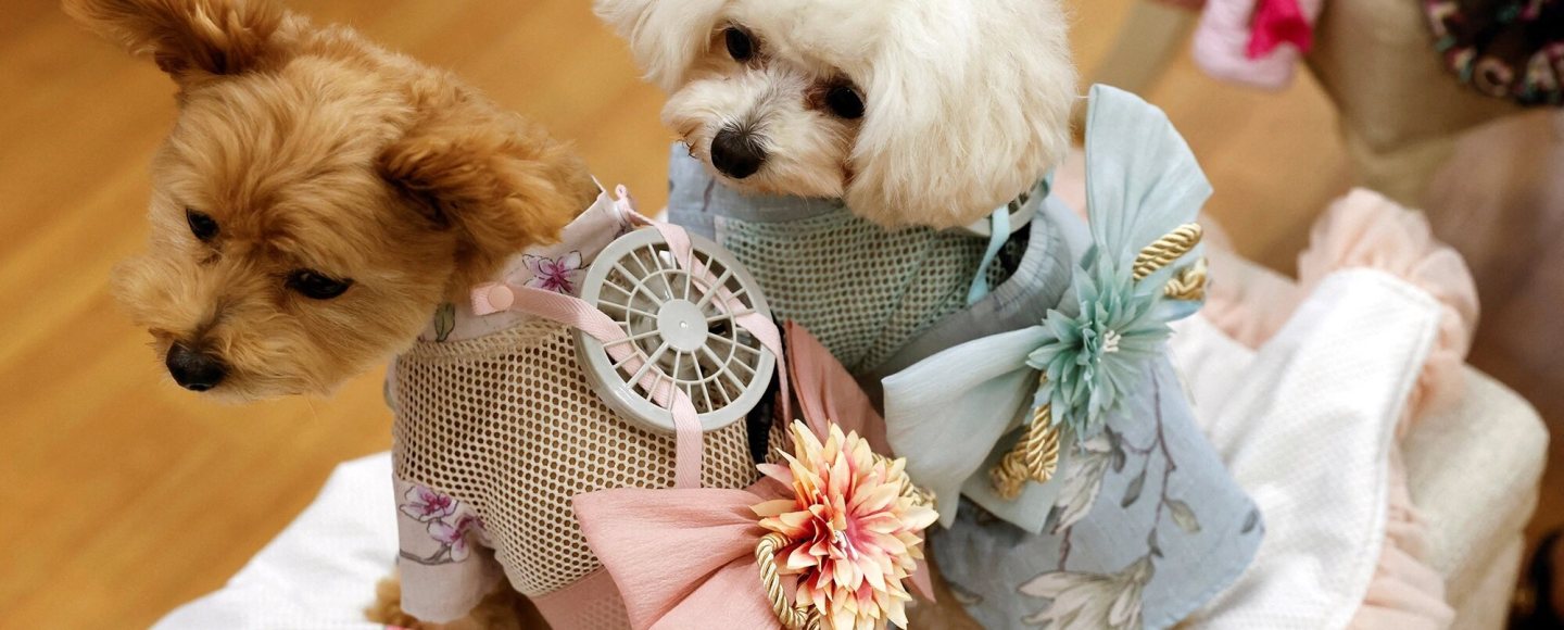 Roupa para pets no Japão com ventilador acoplado