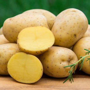 Batata yukon gold