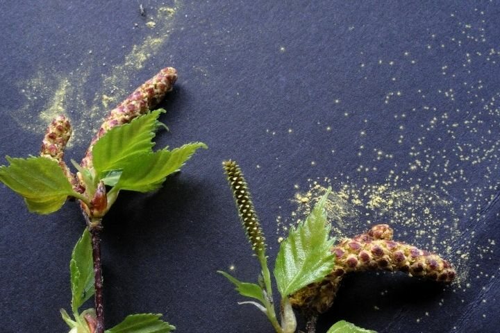Pólen do cedro causa rinite alérgica no Japão chamada febre do feno