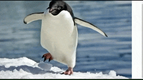 Andar de pinguim é mais seguro para evitar quedas em locais com neve no Japão