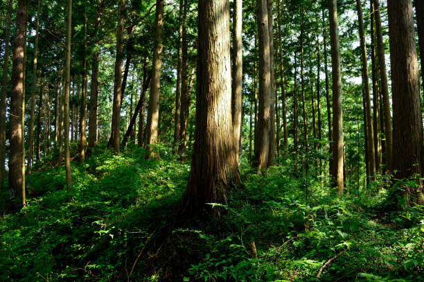 Shinrin Yoku é o banho de floresta no Japão