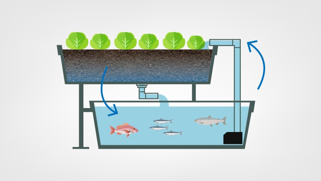 Aquaponia está sendo usada em aquário no Japão