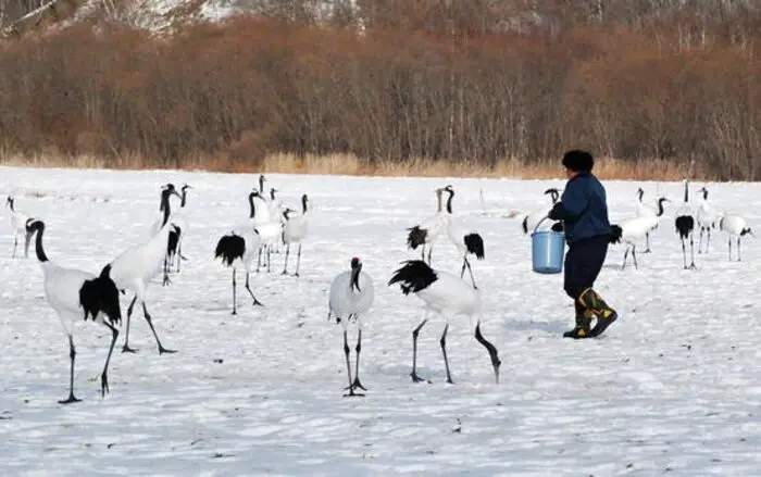 Locais de observação dos grus no Japão em Hokkaido em Kushiro na vila Tsuru