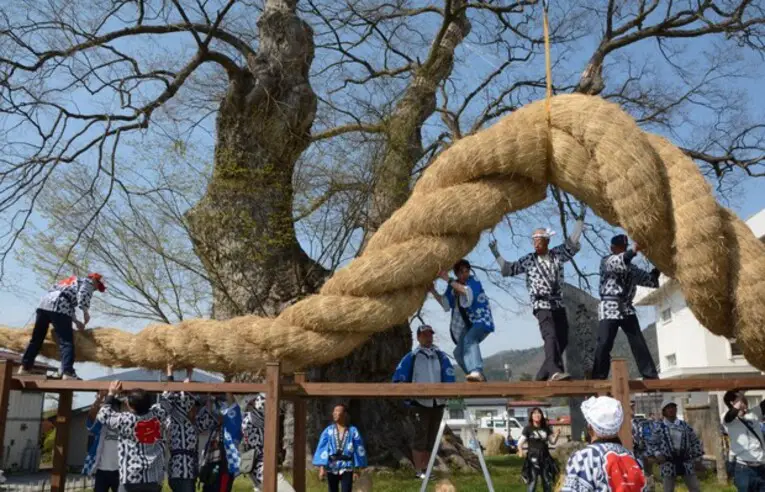 2024 marcará o 30º aniversário da "corda yokozune" para a árvore zelkova de mais de 1.500 anos da cidade de Higashine, prefeitura de Yamagata