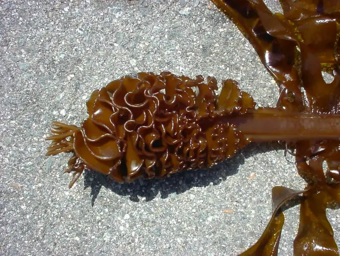 Mekabu é parte perto da raiz do wakame também comestível