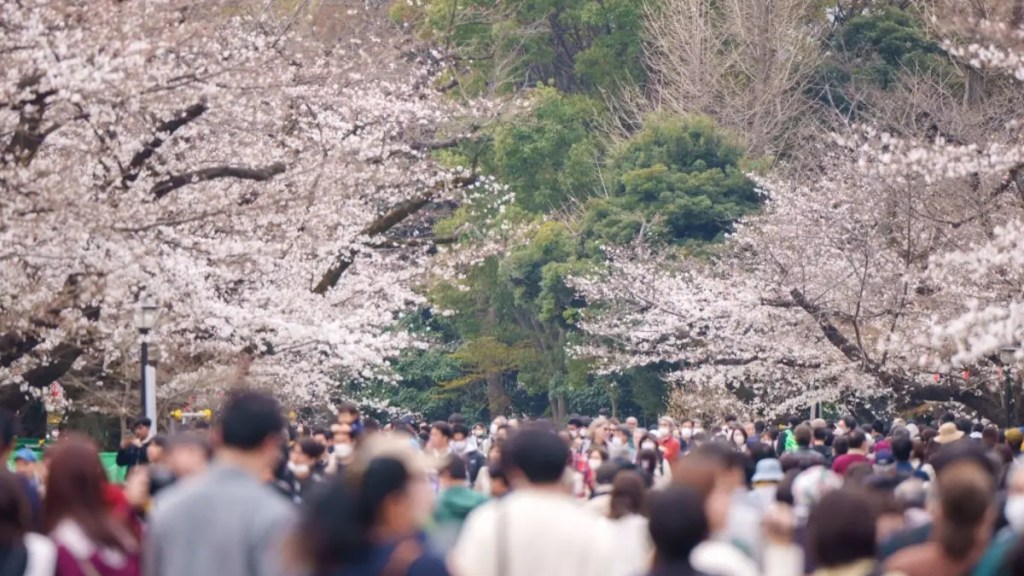 Inflação fará visitantes gastarem menos nesta temporada de sakuras no Japão