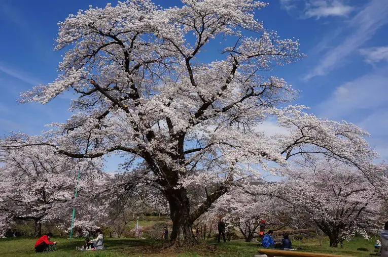 Cerejeiras Somei-yoshino representam cerca de 80% ds cerejeiras do Japão