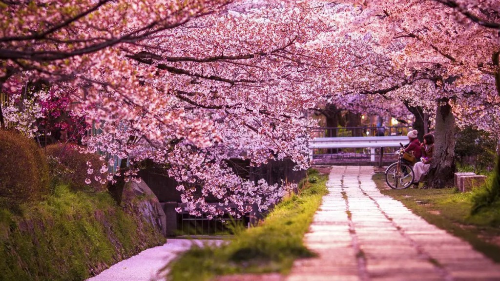 Hanami, evento popular na temporada das sakuras no final de março até o começo de abril
