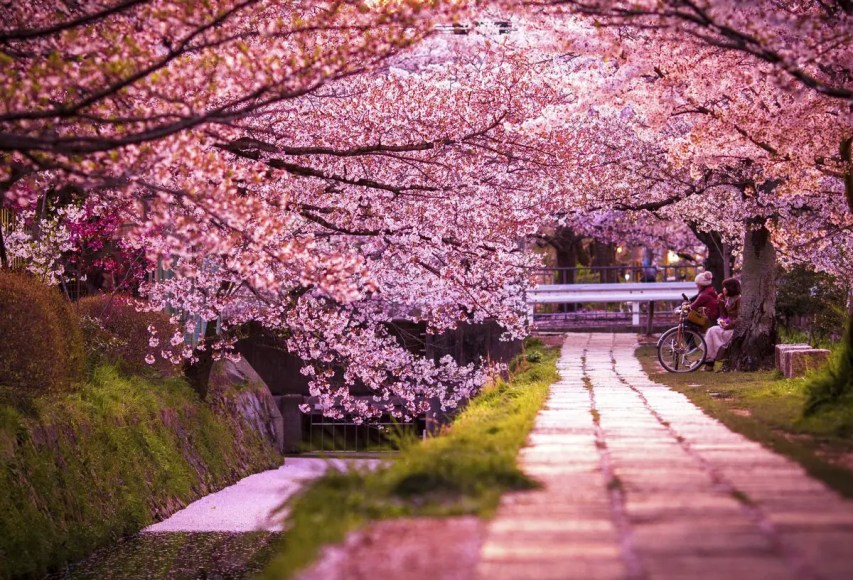 Hanami, evento popular na temporada das sakuras no final de março até o começo de abril