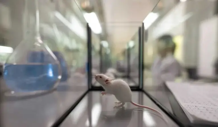 No teste "modelo de depressão", o rato com proteínas SITH1 desistiram mais rápido do que o rato sem proteína. Após administração de antidepressivo, o rato com SITH1 apresentou o mesmo desempenho