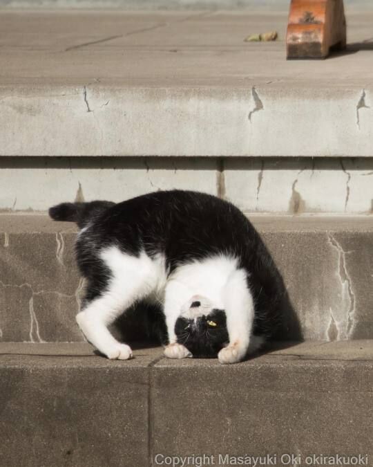 Gatos de rua do Japão fotografados por Masayuki Oki são engraçadas e perspicazes