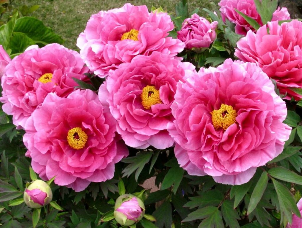 Significado na linguagem das flores Hanakotoba da peônia no Japão