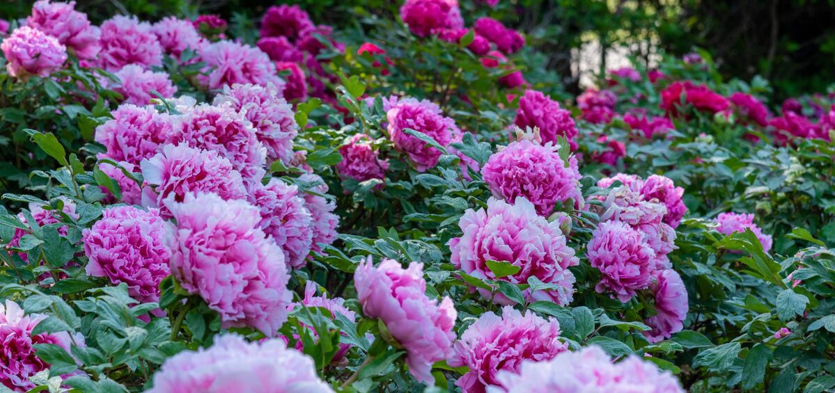 Linguagem flores Peônia Hanakotoba