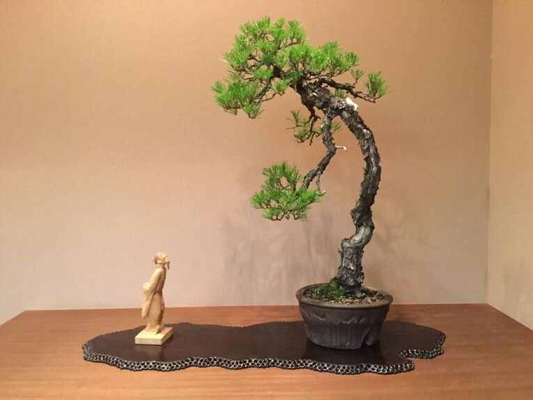 Bonsai estilo Bunjingi (文人木)