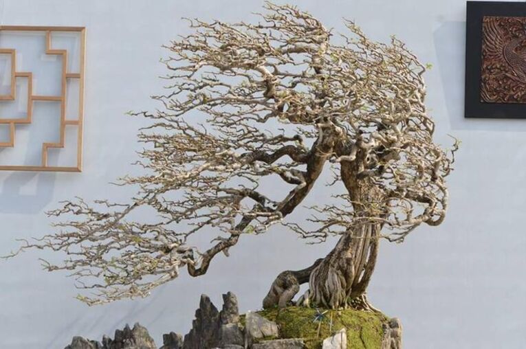 Bonsai estilo Fukinagashi (吹き流し)