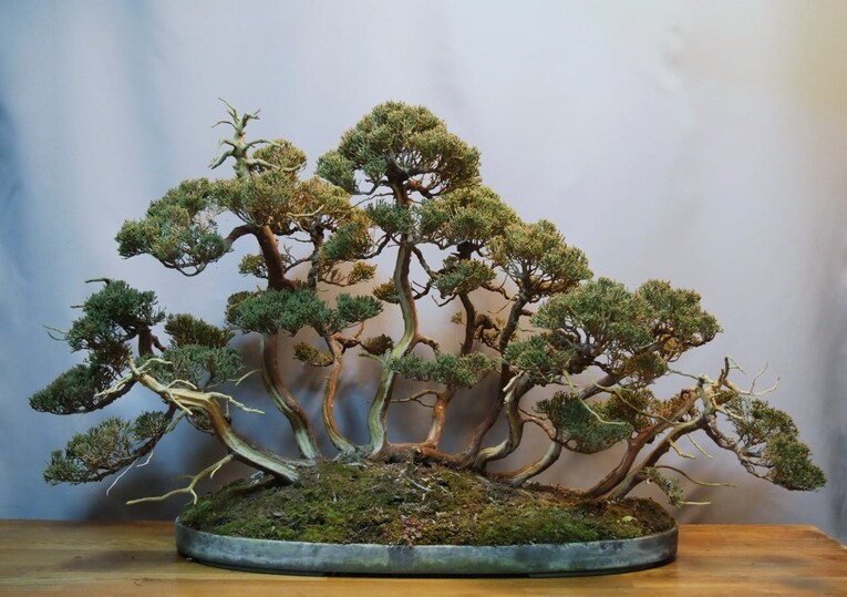 Bonsai estilo Ikadabuki (根連なり)