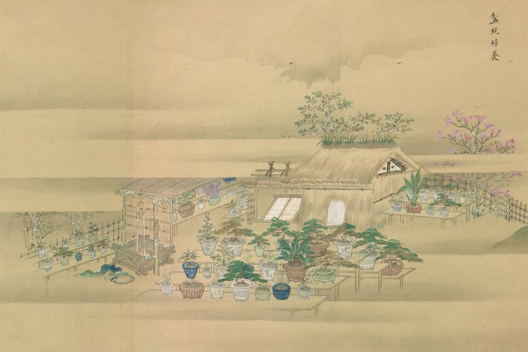 A cultura Bonsai transpassou todas as castas sociais do Japão durante o período Edo