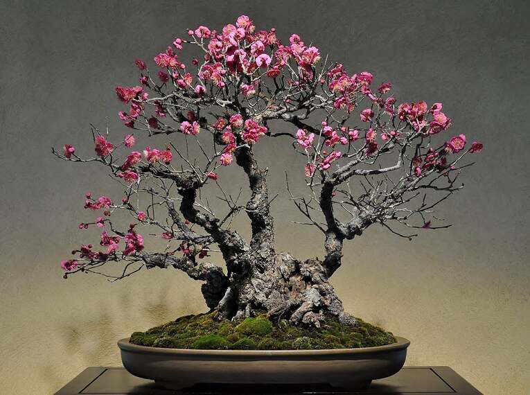 Bonsai estilo Kabudachi (株立ち)