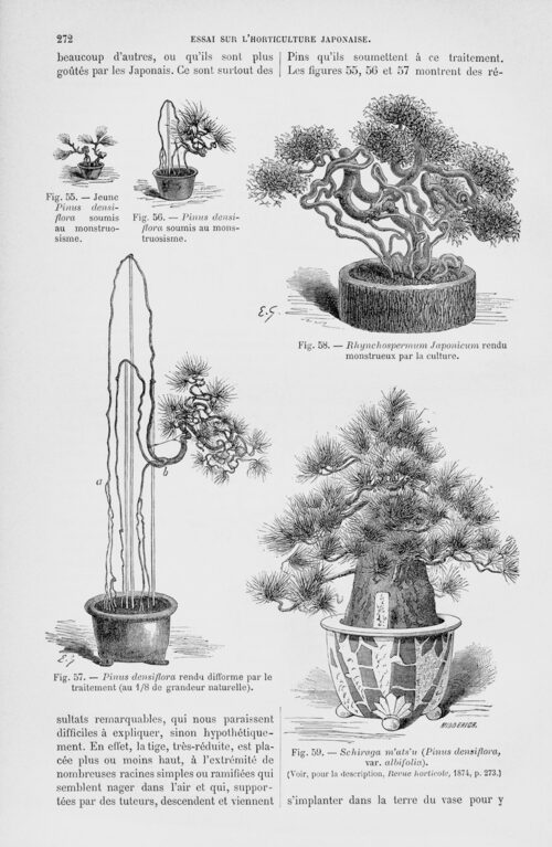 Desde os primeiros contatos com o que os europeus chamavam de árvore anã, começaram publicações de livros e revistas especializadas para tratar sobre a arte do Bonsai