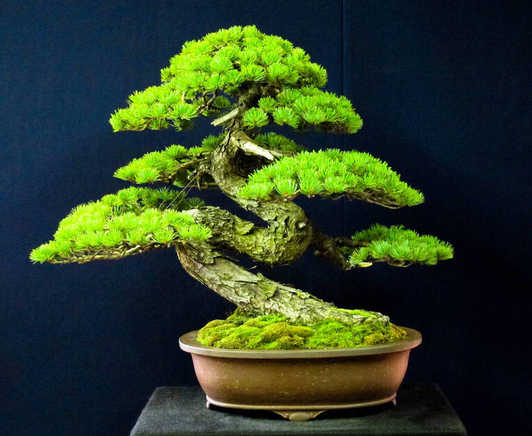 Bonsai estilo Moyogi (模様木)