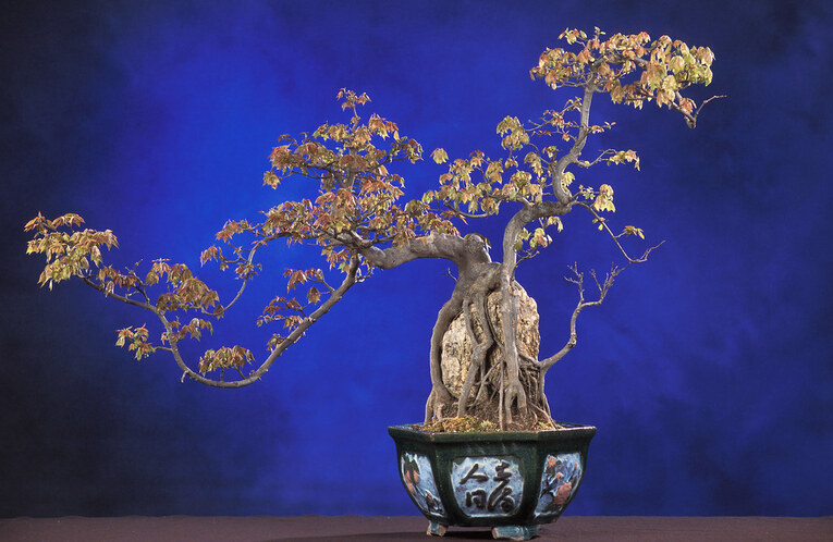 Bonsai estilo Sekijoju (石上樹)