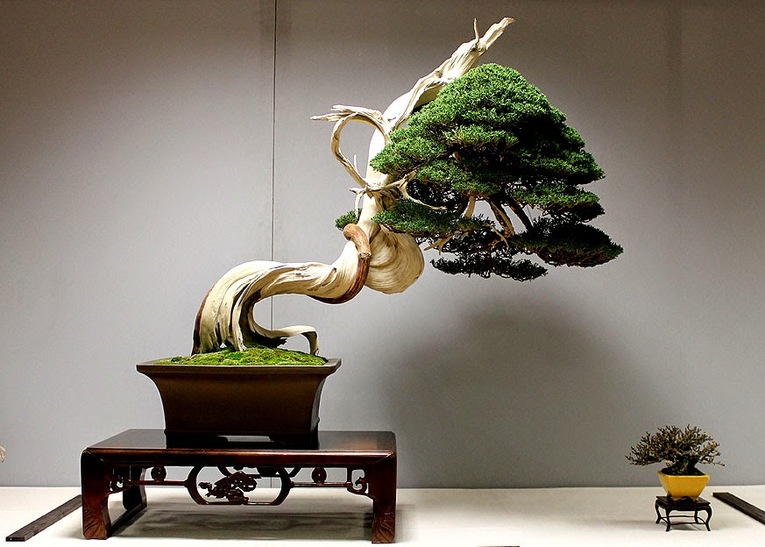 Bonsai estilo Sharimiki (蟠幹)