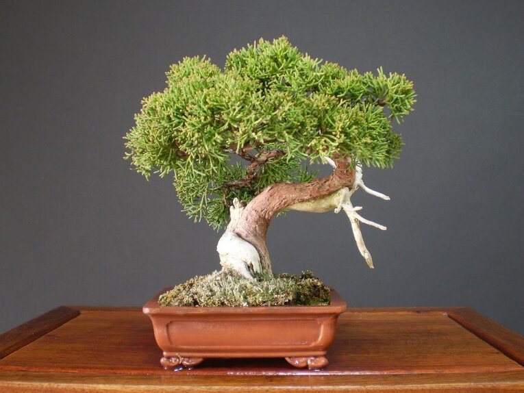 Exemplo de Bonsai Shohaku, o shimpaku (juniperus)
