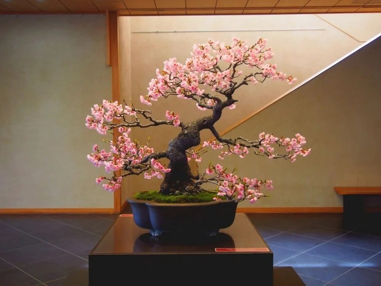 Exemplo de Bonsai Zoki, a sakura (cerejeira)