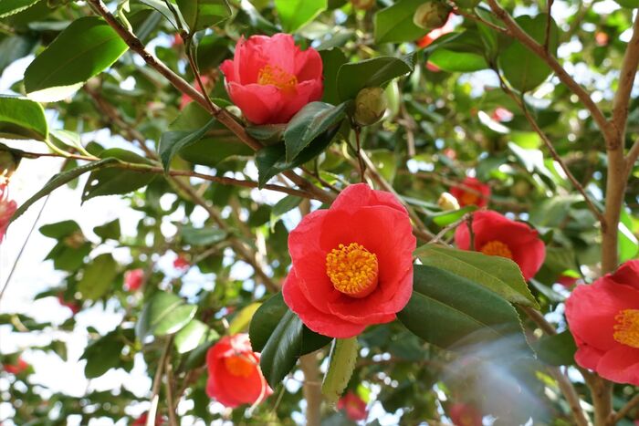 Camélia é uma flor tradicional e com significados belos no Japão