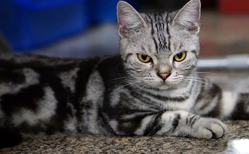 American Shorthair, uma das raças de gatos populares no Japão