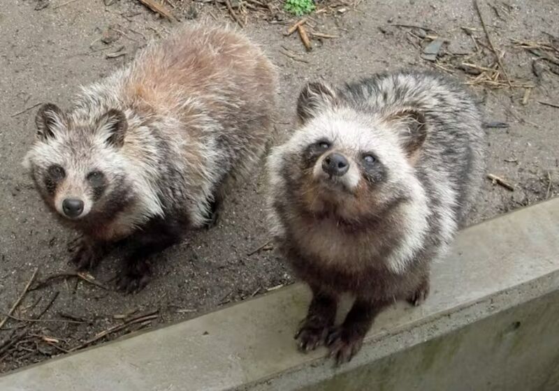 Tanuki é uma espécie de cão. Uma das mais antigas do Japão.