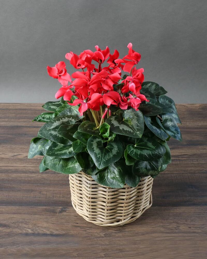Cyclamen é uma flor popular de natal no Japão