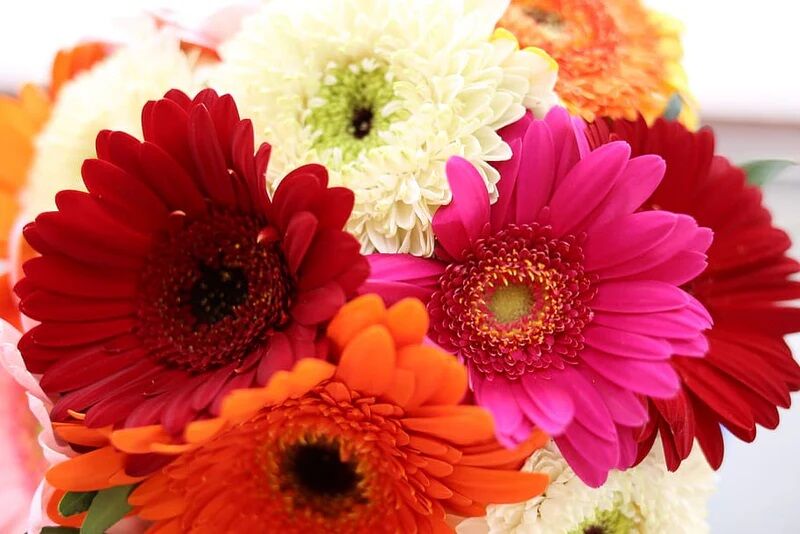 Gérberas ficam lindas em arranjos decorativos e uma flor de natal no Japão