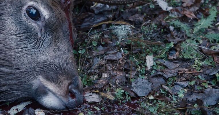 A alienação da terra e a banalização do consumo faz com que a maioria das pessoas sequer tenham consciência de que a carne que compram no mercado pertenceu a um ser vivo que foi morto para que sua carne esteja naquela prateleira