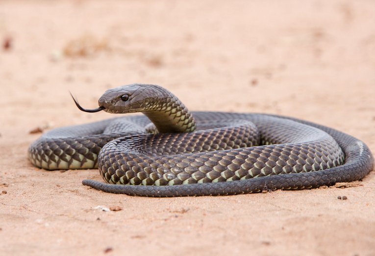 A serpente é um ser silencioso, paciente e letal.  São seres que oferecem tanto o perigo (veneno) quanto oportunidades (soro), mas é preciso tonar cuidado para saber a hora certa de agir