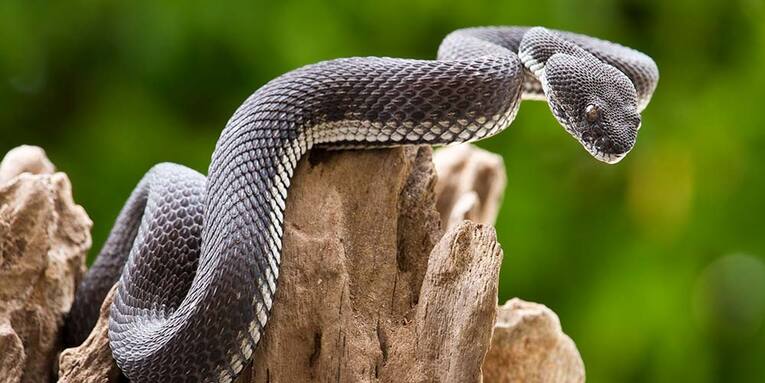 Serpentes são seres cegos que enxergam através da vibração. É um ano em que a intuição precisa ter protagonismo junto a paciência para agir corretamente na hora certa e no lugar certo