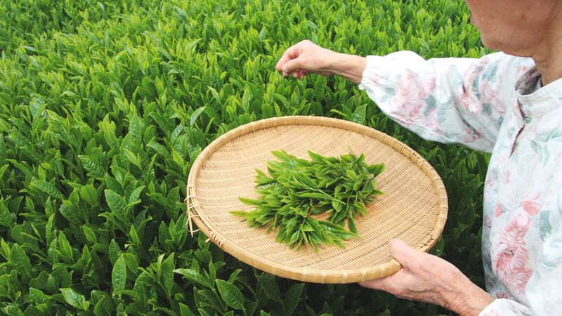 Folhas de matcha sendo colhidas a mão no Japão