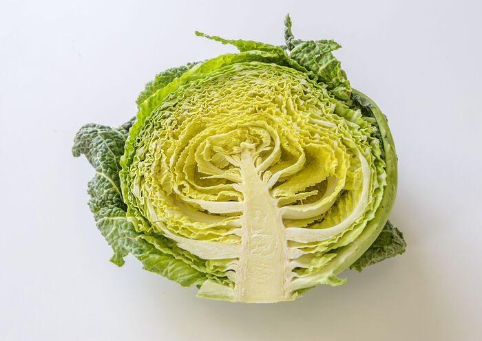 Repolho de primavera japonês