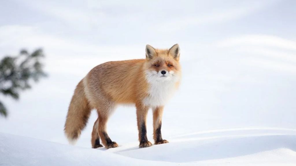 Animais fofos do Japão