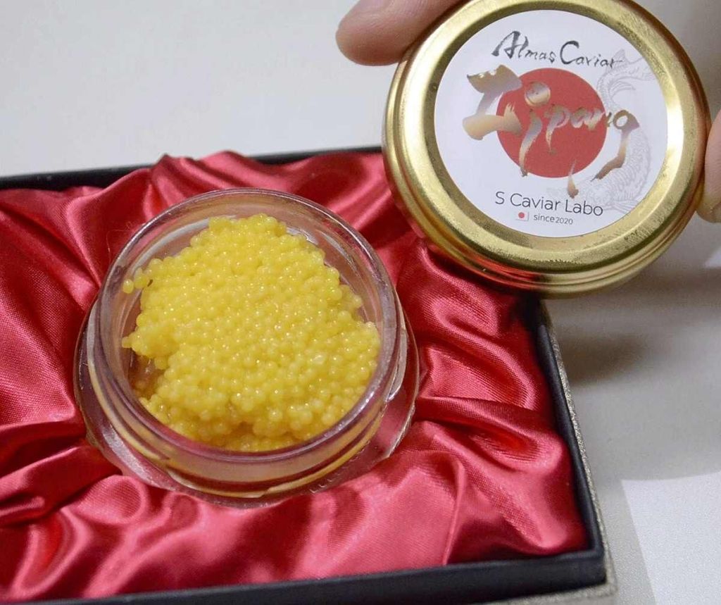 Caviar dourado no Japão de esturjões albino para o mundo