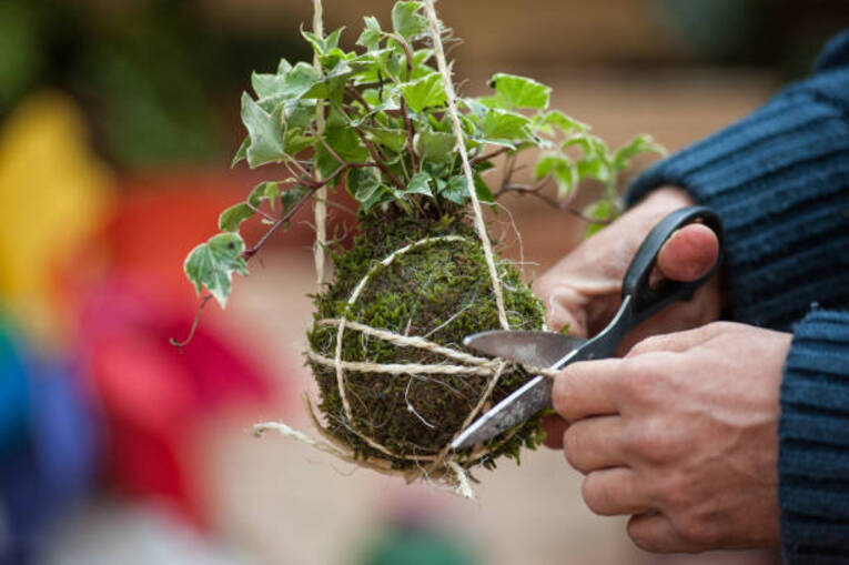 Depois de colocar o musgo na Kokedama, amarre bem para que a esfera se mantenha firme