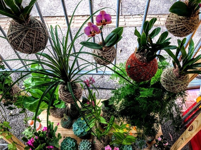 Não há uma regra para o que pode ou não ser cultivado com a Kokedama, tudo dependerá da consciência do ambiente que ela será mantida e sobre a planta ou flor que será cultivada